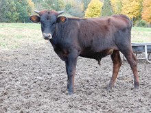 Franklin X Miss Chex steer