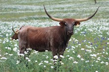 LM HILL COUNTRY RAIN