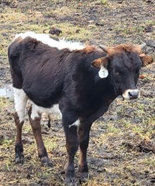 Fancy Heifer Calf