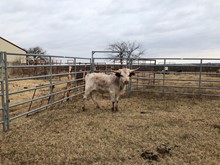 Twister's Steer Calf