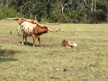 Gingersnap Steer Calf