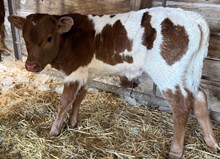 MARLBORO MAN X MONIKAS HANGOUT bull