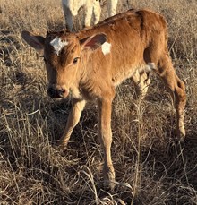 MARLBORO MAN X TOP 20 FEISTY GAL bull