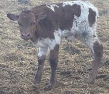MARLBORO MAN X TUFFS TOP TEXA bull