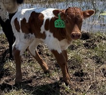 MARLBORO MAN X MONIKAS TUFF bull