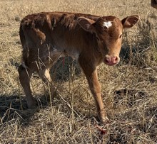 GLR PUFFETTE ROYAL GAL