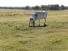 Hashmark Steer calf