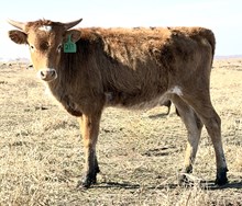 GLR PUFFETTE ROYAL GAL