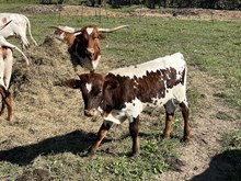 painted lady bull