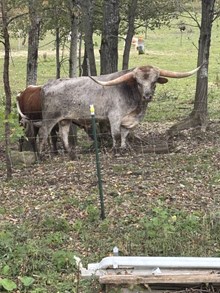 YMI Stallone's Balboa