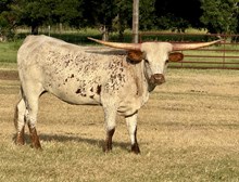 M7 Hydro’s Miss Houston 
