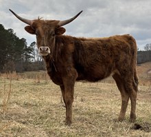 YMI Tari’s DD Starlette