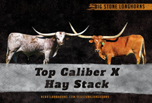 Top Caliber x Hay Stack