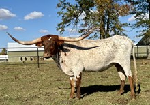 LBR Wish Upon A Star