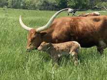 Morning Dew 2025 heifer 