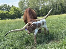Woody Be Tuff x Safari Dove bull calf