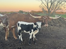 HNB Eden 2025 heifer 