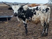 LJR Steer 8/7