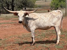 LM ORO BIANCO
