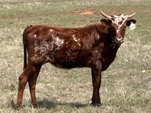 LM PONCHO DANA
