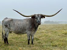 LM DANICA’S VIOLET