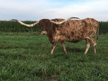 ILLINI BROWN BETTY