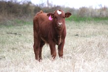 2025 Front of the Line Bull