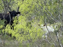 Hydro x 3S Danica 7297