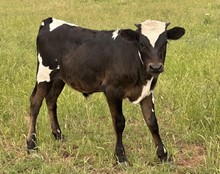 Hydro x Reba bull calf