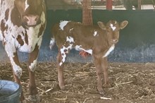 Picture Me Hold heifer25