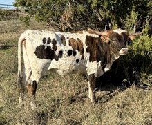 #40 20 Gauge X Rio Trio