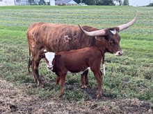 Angels 2023 Heifer 