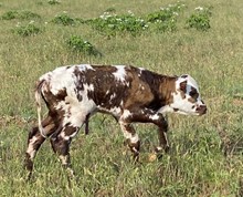Bull Calf