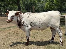 M7 Hydro’s Tari