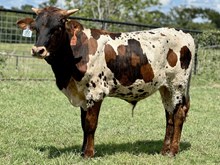 RB Cowboy's Jubilee