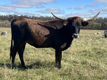 Heifer 24
