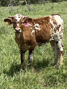 Arrow Heifer
