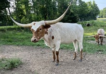 LRF Bo Peep