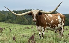 Rustic Patty