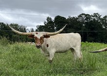 LRF Bo Peep