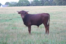 UNREGISTERED CALF