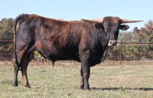 32 unnamed bull calf