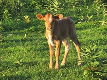 Baby Deer