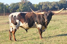 135 unnamed bull calf