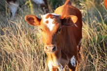 2016 Miss Dreamer Heifer