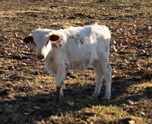 Lady in White Bull Calf 2023