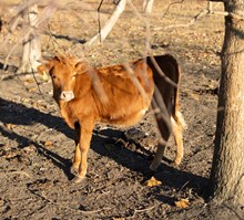 Mist Heifer Calf 2022