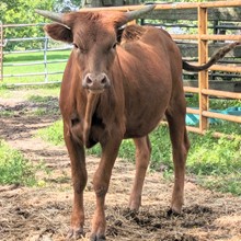 DORADO X RAGGEDY ANN HEIFER!!