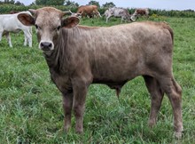 Big News x Beach Baby BULL
