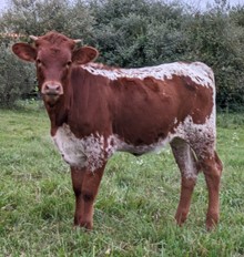Blowtorch x Glitter HEIFER 